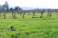 Teckel Gismo lernt im Weinberg, le teckel Gismo à l'école dans le vignoble, dachshund learning in the vineyards