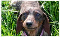 Dackel grinst, teckel qui sourit, dachshund smiling