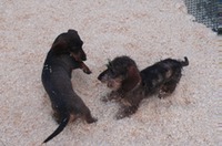 Dackel spielen, teckels jouant, dachshunds playing