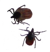 Zecke2