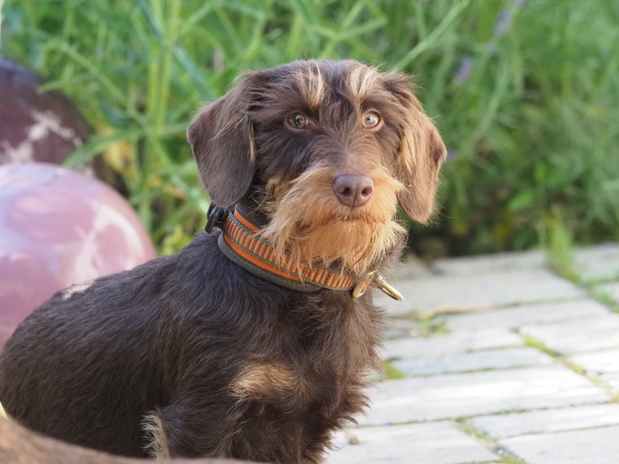 J Wurf Rauhhaarzwergteckel von den Argoatjägern