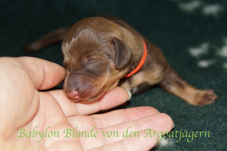 Babylon Blonde