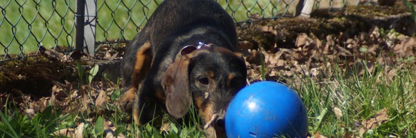 Balltraining mit Eve