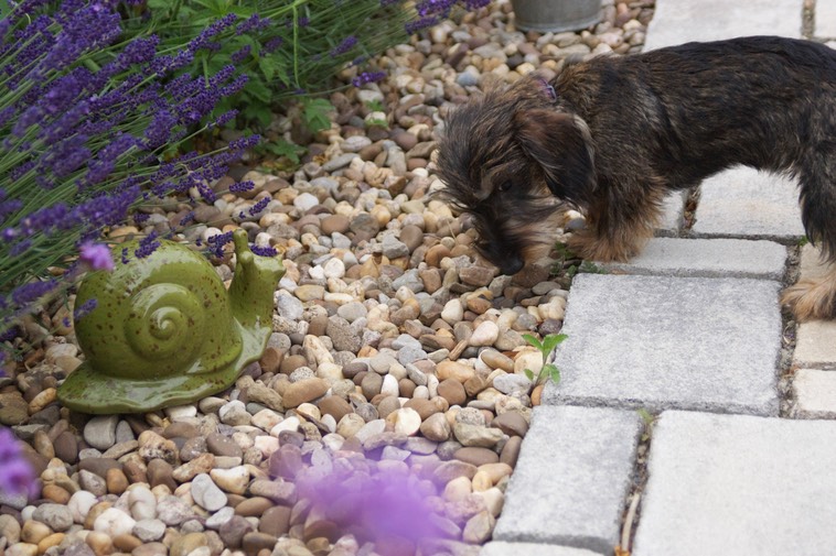 Hier kann Hund viel entdecken und kennenlernen Rauhhaarzwergteckel