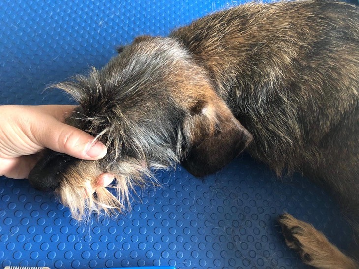 Der Schnauzen und der Nackengriff Rauhhaarzwergteckel von den