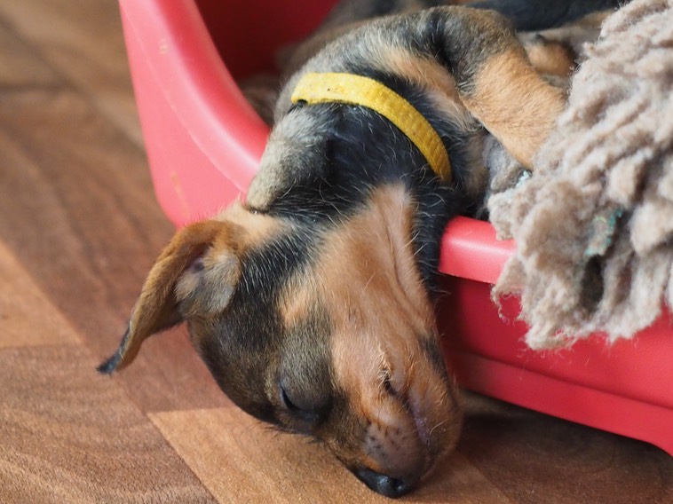 Schlafen, egal wie Rauhhaarzwergteckel von den Argoatjägern