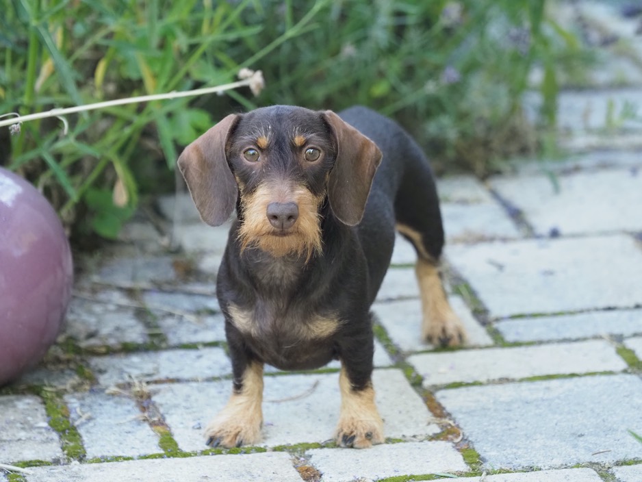 I Wurf Rauhhaarzwergteckel von den Argoatjägern