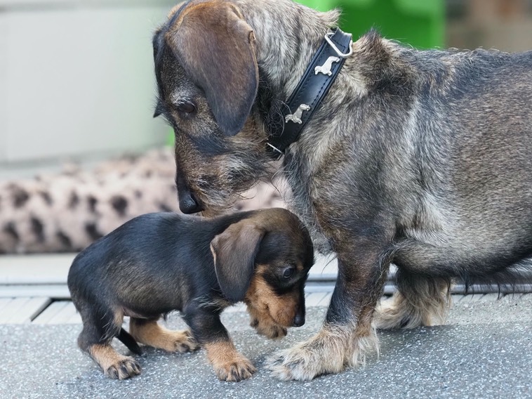 DAS soll ein Hund sein? Isdatnit ein bisserl klein