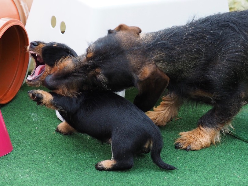 Der Schnauzen und der Nackengriff Rauhhaarzwergteckel von den