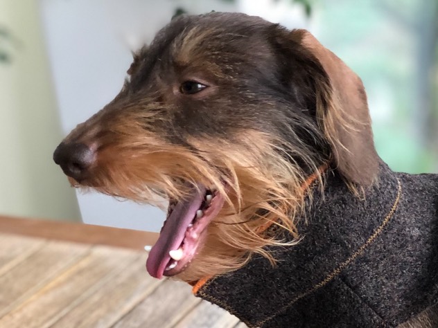 Weshalb die Hunde gähnen Rauhhaarzwergteckel von den Argoatjägern